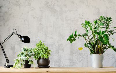Wallpaper Installation in Littleton, CO